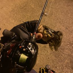 タケノコメバル