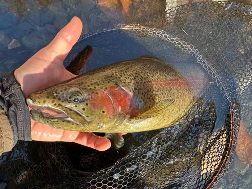 ニジマスの釣果