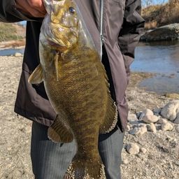 スモールマウスバス