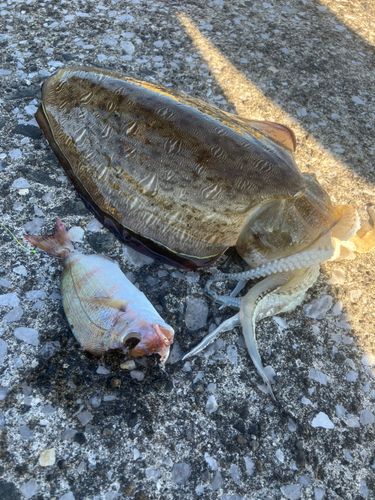 コウイカの釣果