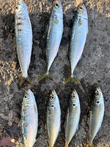 マアジの釣果