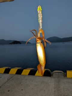 イカの釣果
