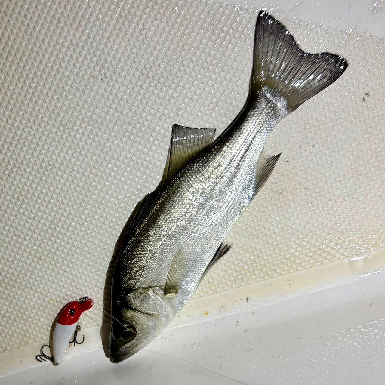 セイゴ（ヒラスズキ）