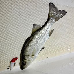 セイゴ（ヒラスズキ）