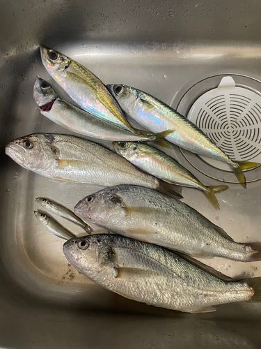 イシモチの釣果