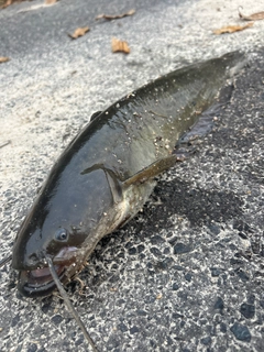 ナマズの釣果