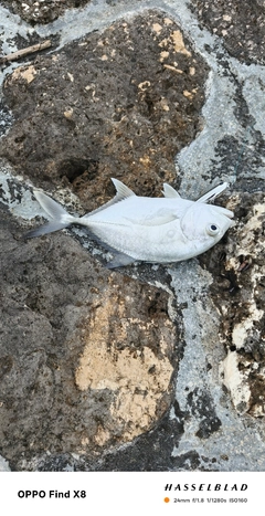 ロウニンアジの釣果