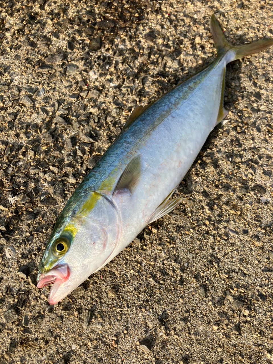 JUMPRIZE ツーリミット 105 モンスターバトルの最安値・インプレ・釣果