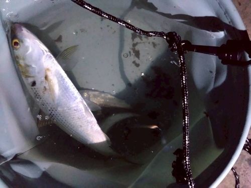 鳥居崎海浜公園