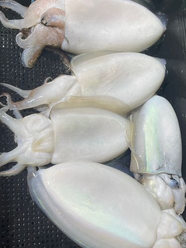 コウイカの釣果