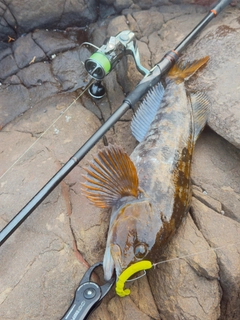 アイナメの釣果