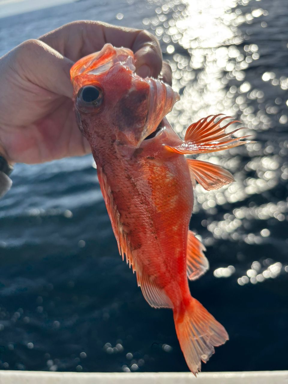 イカ次郎さんの釣果 2枚目の画像