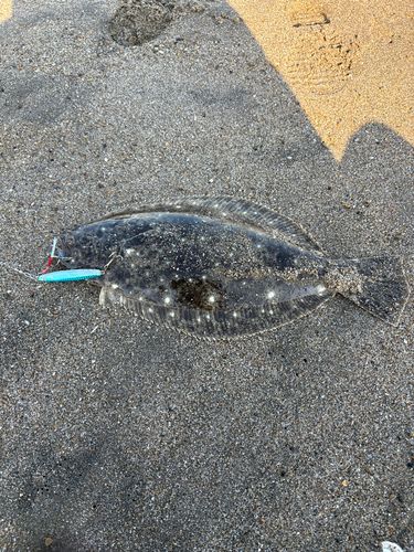 ヒラメの釣果