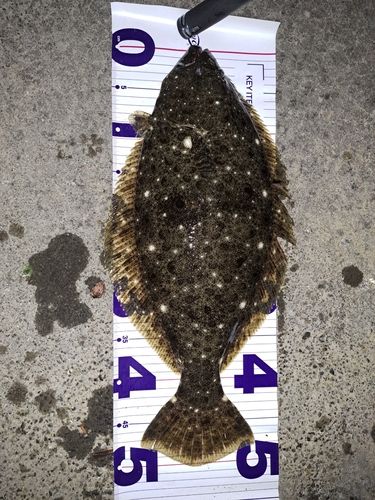 ヒラメの釣果