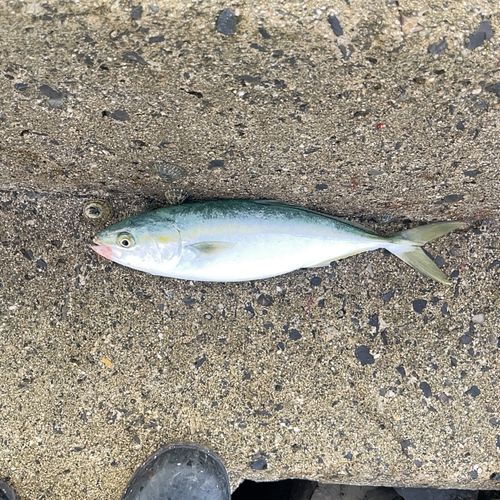 ワカナゴの釣果