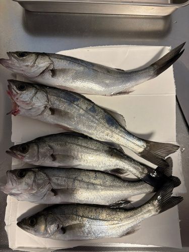 セイゴ（ヒラスズキ）の釣果