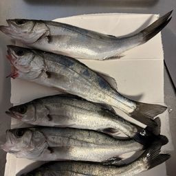 セイゴ（ヒラスズキ）