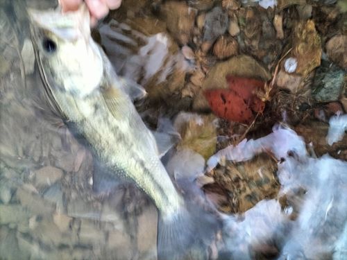 ブラックバスの釣果