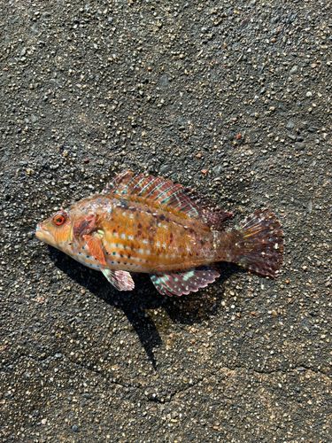 オハグロベラの釣果