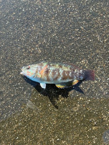 ホシササノハベラの釣果