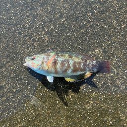 ホシササノハベラ