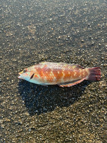 ホシササノハベラの釣果