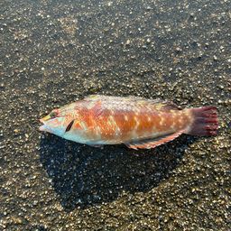 ホシササノハベラ