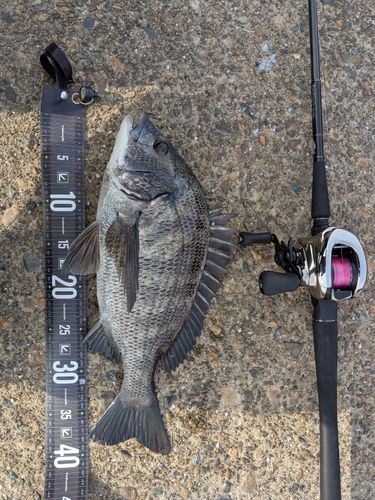 クロダイの釣果