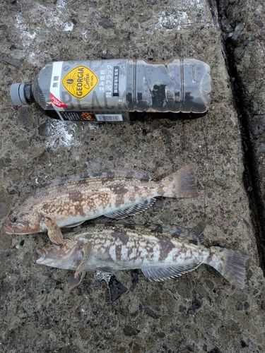 アイナメの釣果