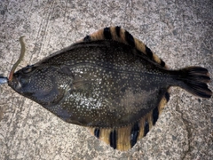 ヌマガレイの釣果