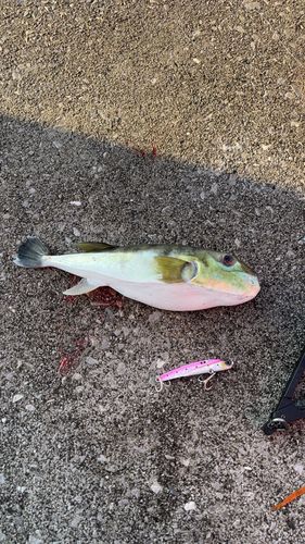 クロサバフグの釣果