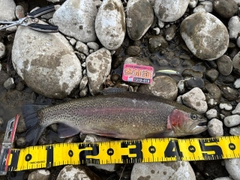 ニジマスの釣果