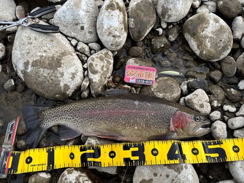 ニジマスの釣果