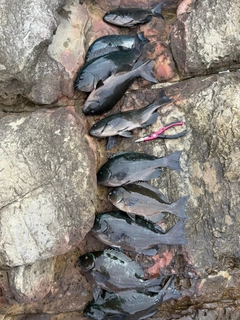 グレの釣果