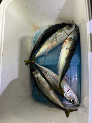 サバの釣果
