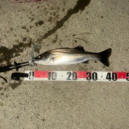 フッコ（マルスズキ）