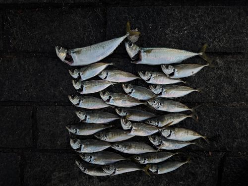 サバの釣果