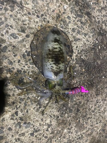 アオリイカの釣果