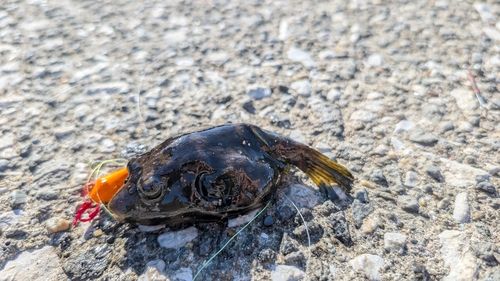 サザナミフグの釣果