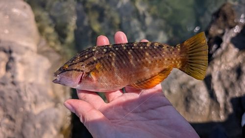ホシササノハベラの釣果