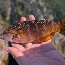 ホシササノハベラ