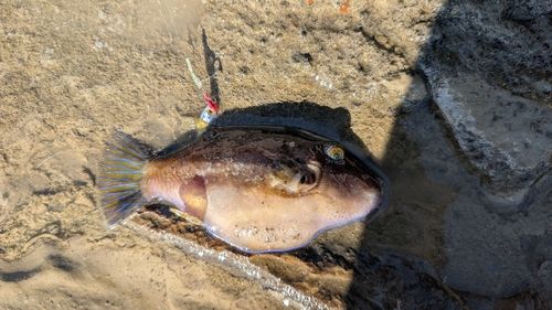 キタマクラの釣果