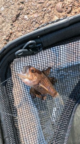 ネンブツダイの釣果