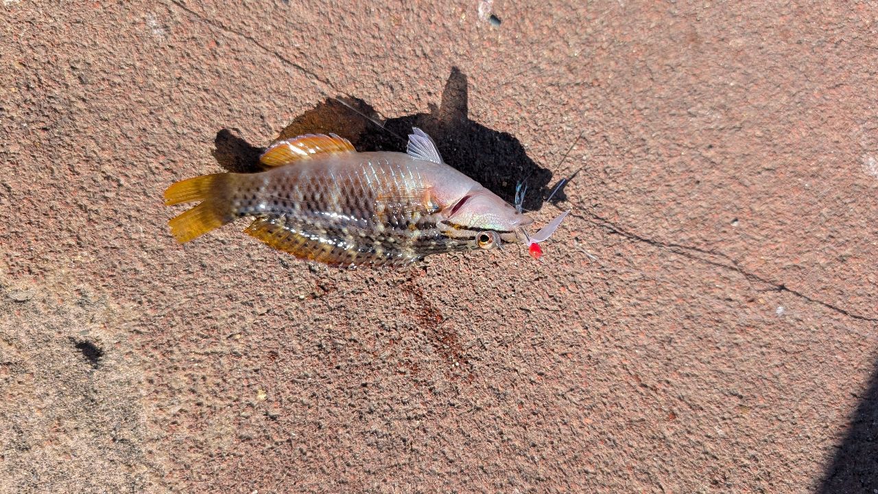 ホシササノハベラ