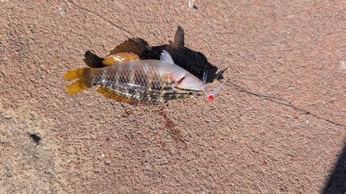 東京湾（富津〜金谷）