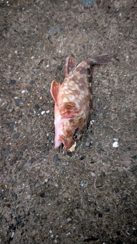 内浦湾（鴨川）