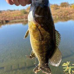 スモールマウスバス