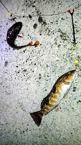 アイナメの釣果