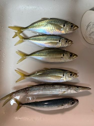 アジの釣果