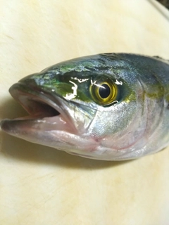 ツバスの釣果